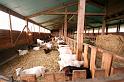 b - A la ferme (8)
